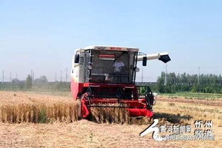 麦浪翻金展新技 原平麦收现场绘就农业机械化全景图